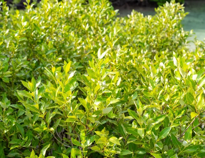 Avicenniaceae image (5)