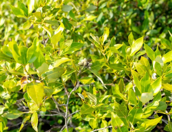 Avicenniaceae image (6)