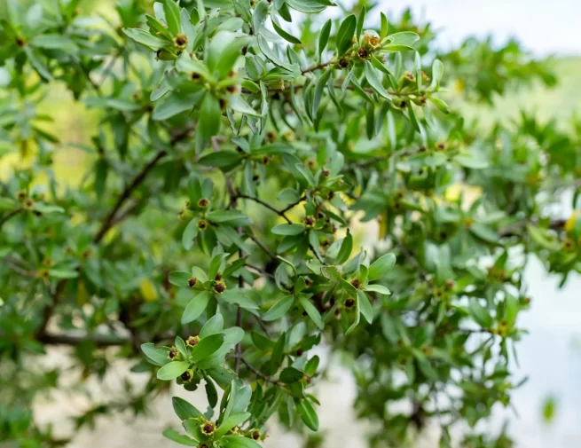 Lythraceae image (6)-comp
