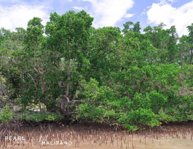 MANGROVES & SHORELINE P5