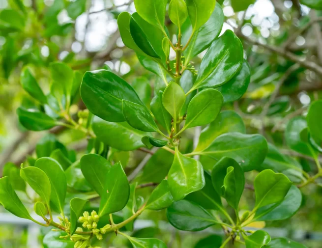 Rubiaceae image (6)
