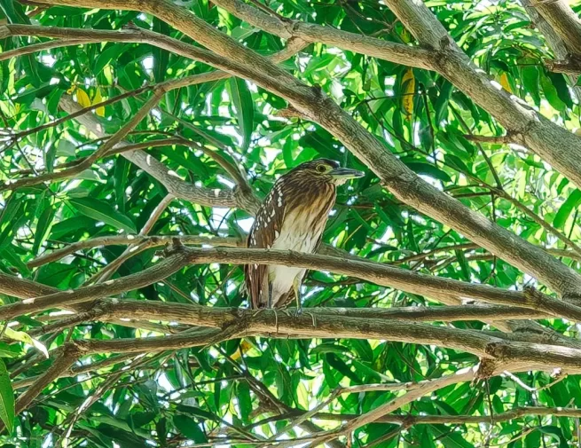 WILDLIFE & FAUNA WhatsApp-Image-2026-03-20-at-12.44.22-PM-(1)-comp